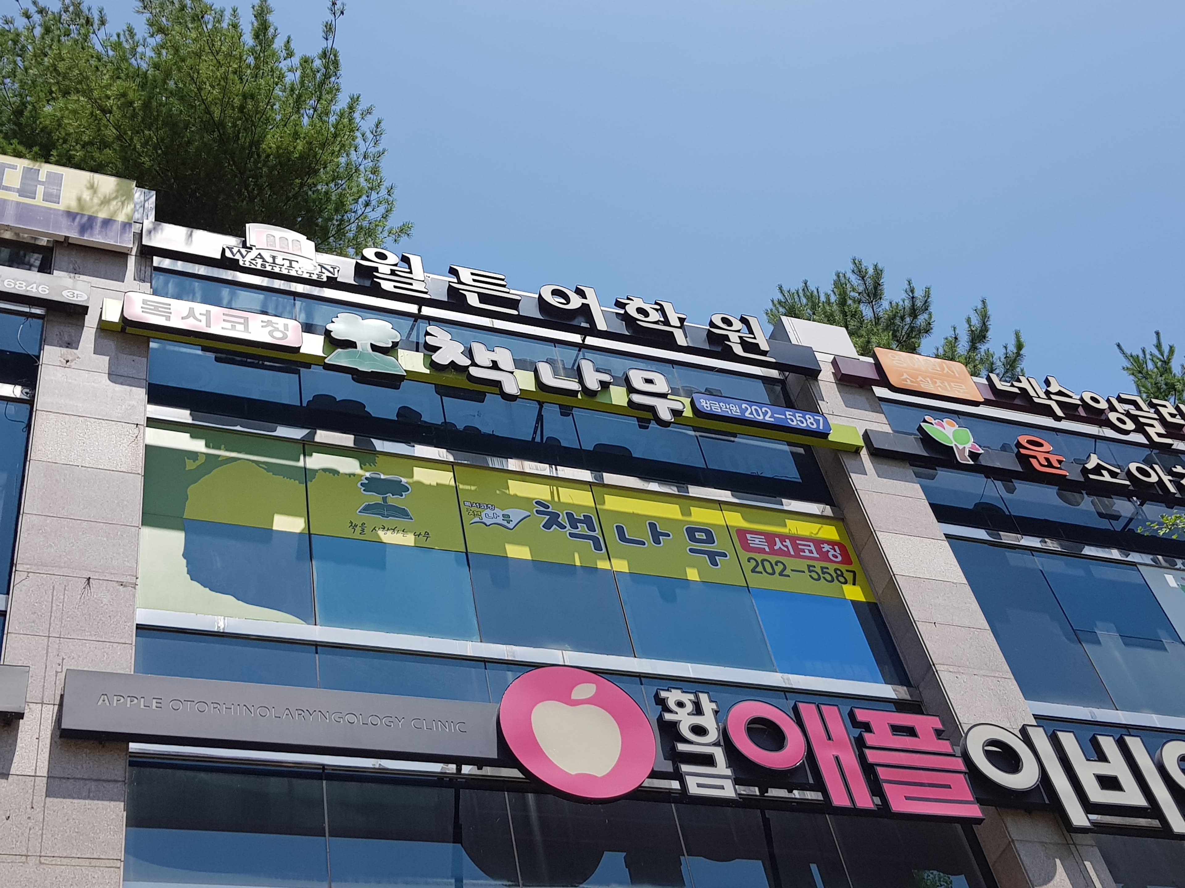책나무 황금점 사진 3